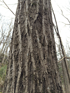 Photo By: Stephen M Young. Photo taken: Onondaga County, NY on 3 May 2014